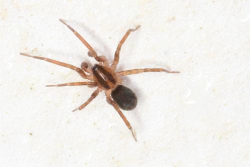 Scotina celans